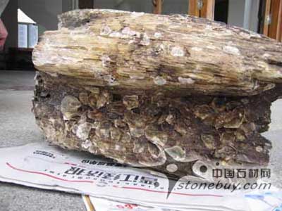 晉江漁民撈出千萬年前“木化石” 晉江漁民撈出千萬年前“木化石”